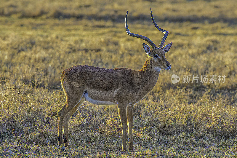 黑斑羚(黑斑羚)是一种中型非洲羚羊。Ol Pejeta保护区，肯尼亚。雄性动物。